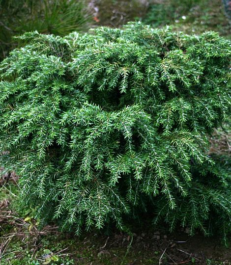 Tsuga canadensis 'Jeddeloh'
